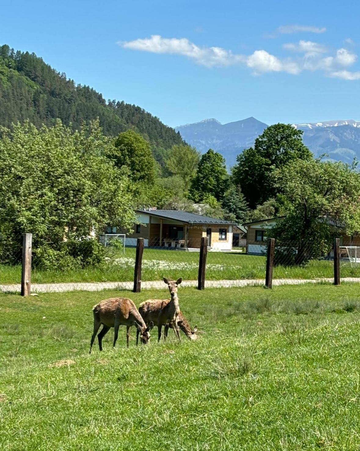 Rezort Zvernica Vlachy Exterior foto